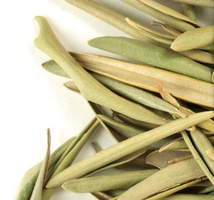 Hoja Olivo - Olive Leaf