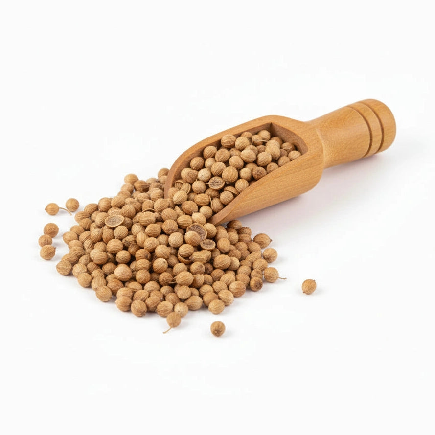 Culantro semilla - Coriander - Cúrcuma®