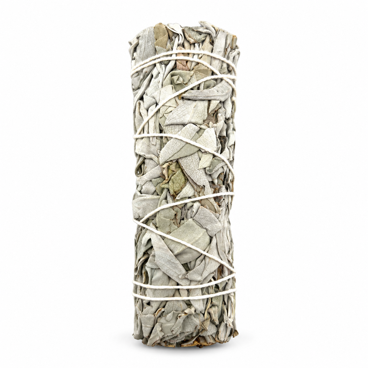 Salvia Blanca 4" - White Sage — fondo blanco
