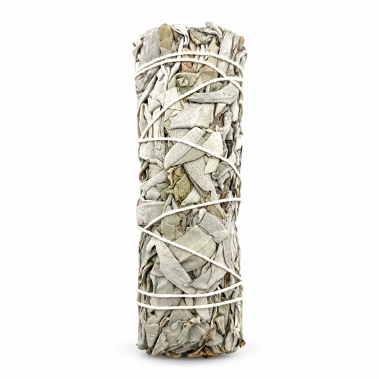 Salvia Blanca 4" - White Sage — fondo blanco