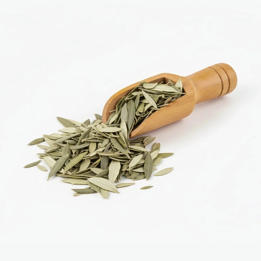Hoja Olivo - Olive Leaf - Cúrcuma®