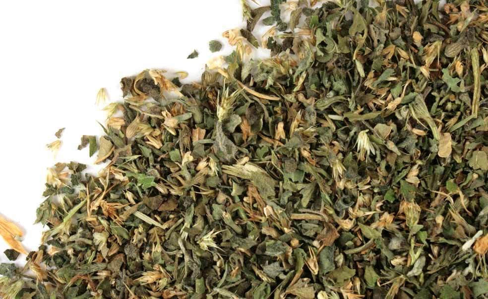 Hierba de Gato - Catnip