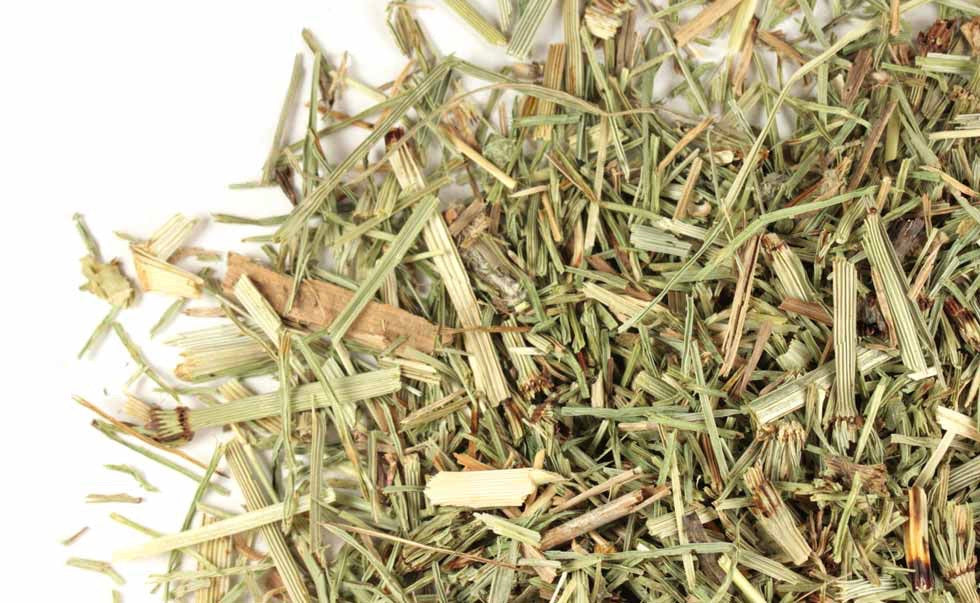 Cola de Caballo - Horsetail / Shavegrass